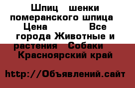 Шпиц - шенки померанского шпица › Цена ­ 20 000 - Все города Животные и растения » Собаки   . Красноярский край